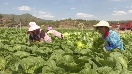 50小時從產地到餐桌!云南楚雄武定打通特色農產品外銷渠道