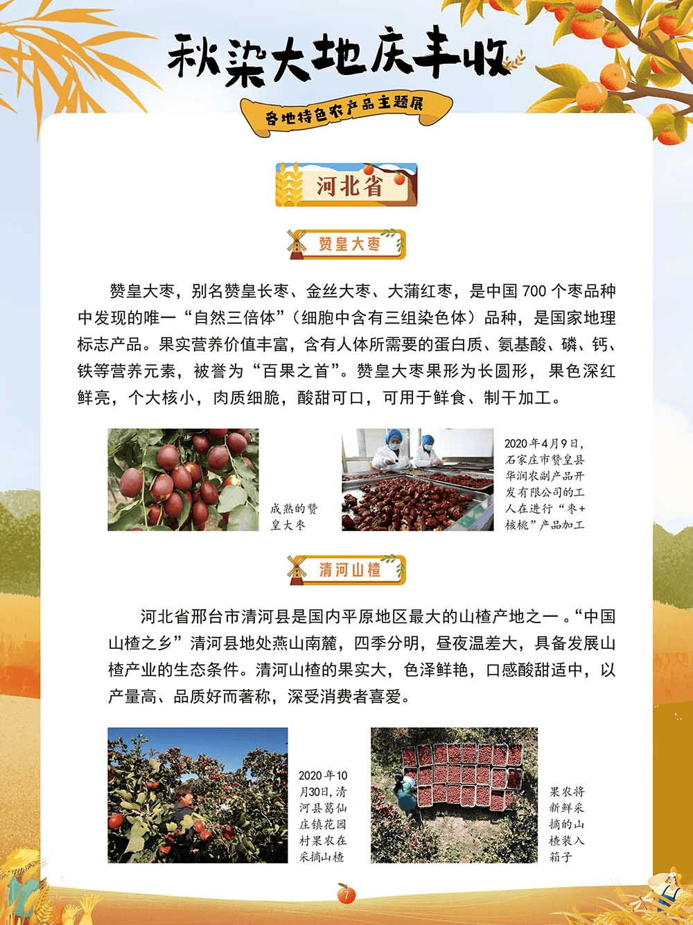 云南龍城農產品經營股份2024年8月20日價格信.