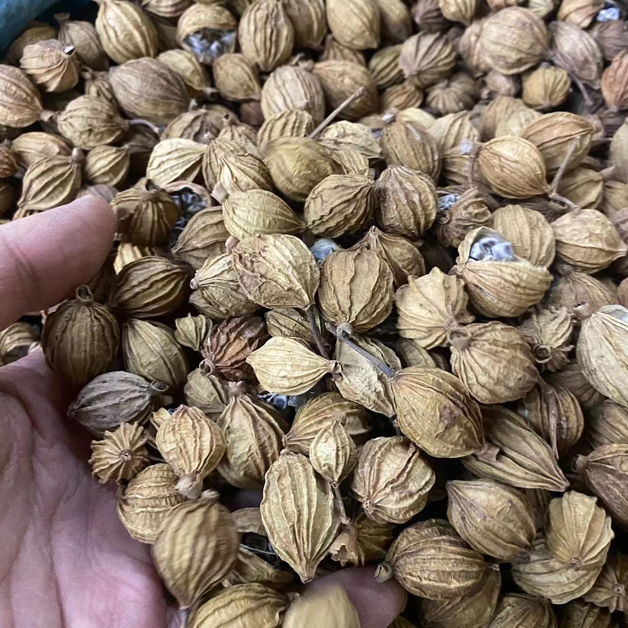 菜砂仁中藥材散裝批發菜砂仁帶殼砂仁云南菜砂仁農產品菜砂仁