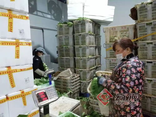 助力湖北抗擊疫情 88噸云南首批捐贈農產品發往武漢