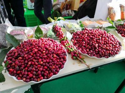 全國農(nóng)產(chǎn)品產(chǎn)銷對接行暨云南綠色食品推介會在保山舉行
