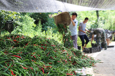 辣椒豐收農民愁 國企助銷云南貧困地區農產品